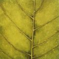 Caroline Wenig - Spring Green