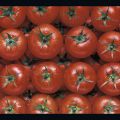 Gastronomy - Pomodori