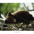 Cioli - Rough Day