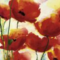 Heidi Reil - Roter Mohn