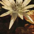 John Seba - Waterlily Panel I