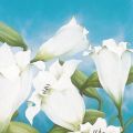 Alicia Sloan - Wild Lillies