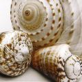 Shell Collage - Shell Collage