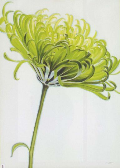 green-chrysanthemum