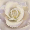 Annemarie Peter-Jaumann - White Innocence