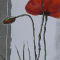 Barbing Rosenhof - Poppy III