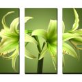 Obrazy na plátně - Květy III