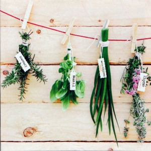 obrazy-na-platne-bylinky