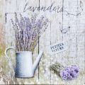 Lavender VI