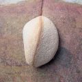 Reprodukce - Fotografie - Galets / Thai Stones II